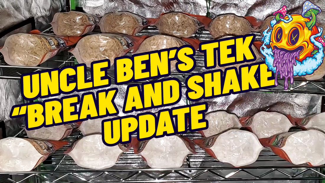 How Long Does Uncle Ben's Tek Take To Colonize After Break & Shake?