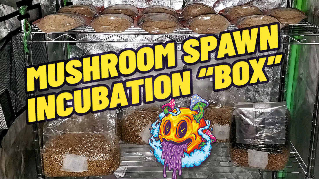 Mushroom Spawn Incubation "Box"