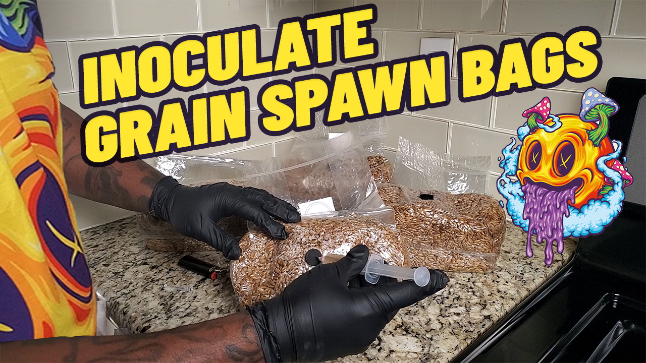 How To Inoculate Grain Spawn Bags – The Rookie Mycologist