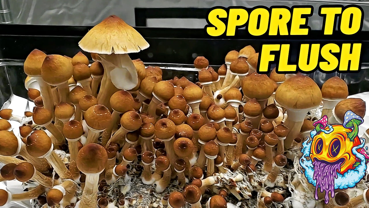 Load video: 